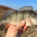 Lovlya okunya na mikrodzhyg 150x150