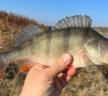 Lovlya okunya na mikrodzhyg 360x320