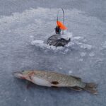 Ribalka na zherlitsi 150x150