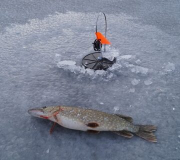 Ribalka na zherlitsi 360x320