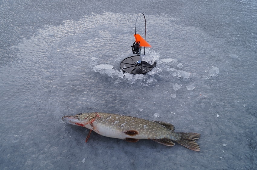 Ribalka na zherlitsi